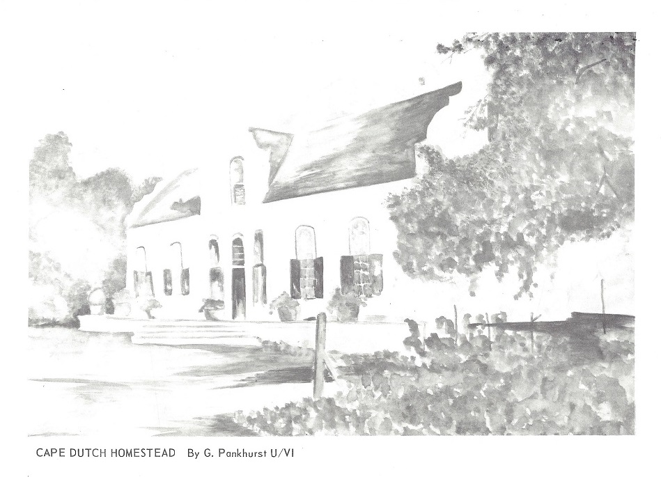 1981_drawing_capedutch